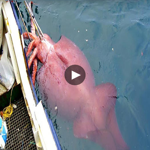 850-pound giant squid emerges, causing a ripple of unease among the spectators